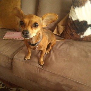 Meet your Posher, Barbara